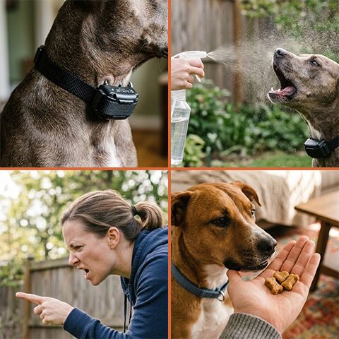 PetGentle image